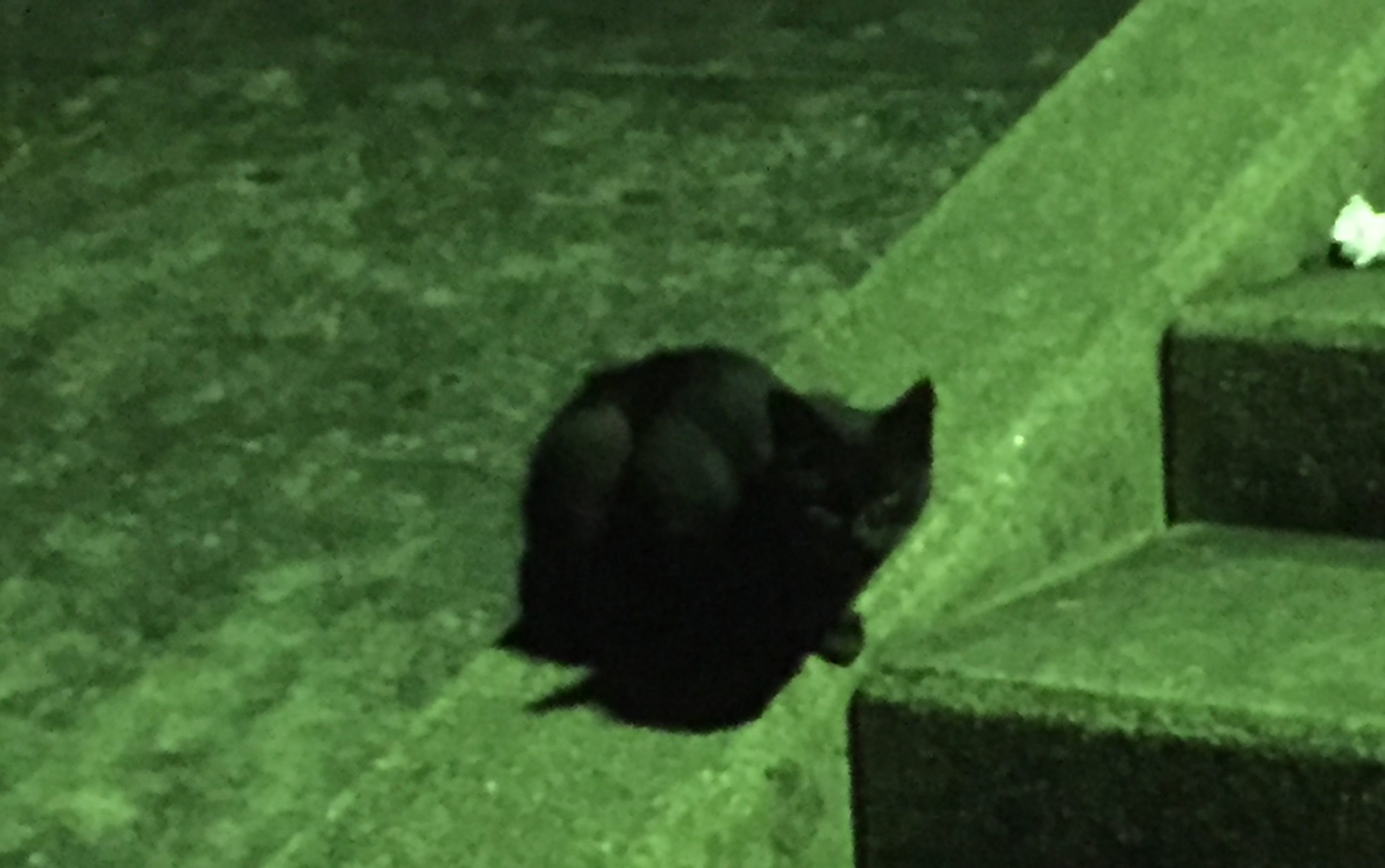 猫 ドラネコ 黒