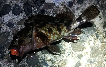 ミミイカ頭巾で釣れたカサゴ