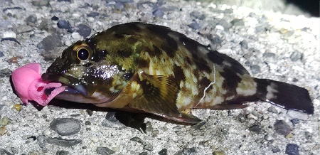 イカ頭巾で釣れたカサゴ