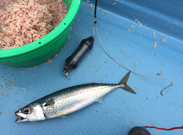 天秤フカセで釣ったサバ