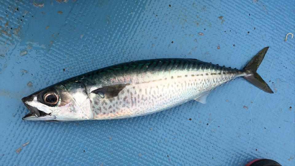 三重県南部レンタルボートで天秤フカセ釣り サバがぼちぼち釣れる展開 狙いの真鯛は釣れず 釣られて笑ってまた明日
